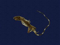 藏品(石垣攀蜥)的圖片